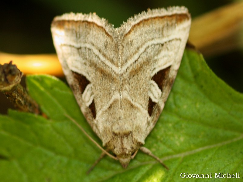 Eucarta virgo e altre Noctuidae comuni